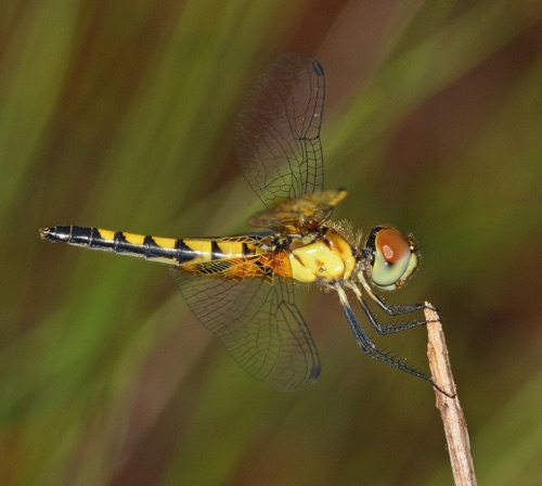 Female
2009_07_08_FL
